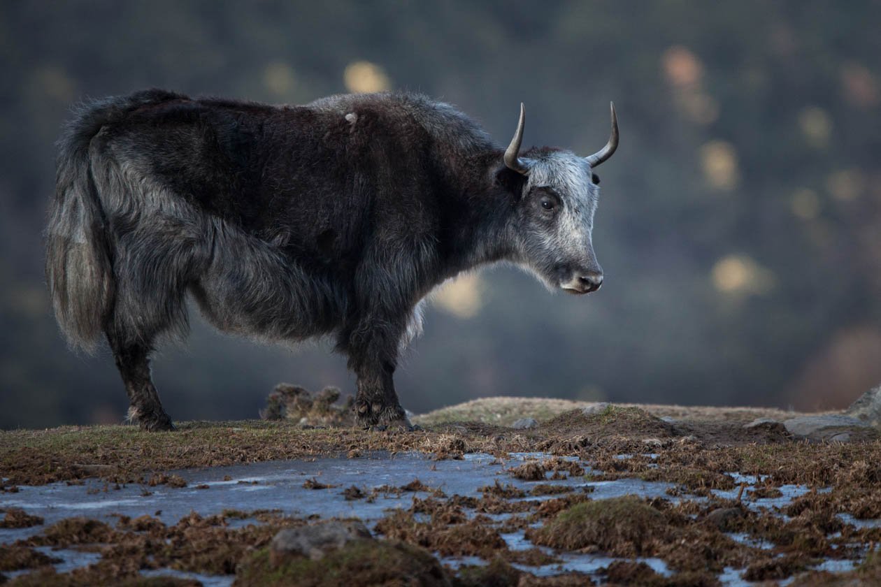 LANGTANG-4264